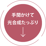 手間かけて光合成たっぷり