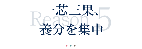 一芯三果、養分を集中